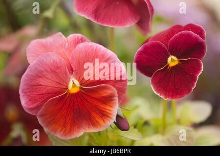 Rote Stiefmütterchen (Viola X wittrockiana) Blüten. Stockfoto