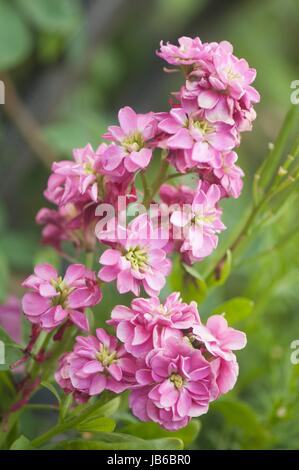 Rosa Lager (Matthiola Incana) Blumen. Stockfoto