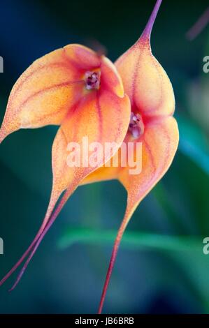 Masdevallia 'Kupfer Engel' Blumen. Stockfoto