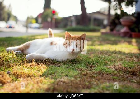 Orange-weiße Tabby Katze auf einem Rasen im goldenen Sonnenlicht am Nachmittag faulenzen. Blick in die Kamera. Stockfoto