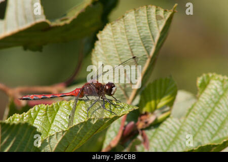 White-faced Meadowhawk (Sympetrum Obtrusum) thront auf einem Blatt. Rote Libelle isoliert auf einem grünen Hintergrund. Stockfoto