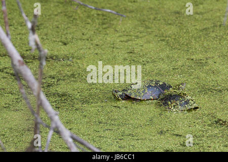 Paar wilde Schildkröten kuscheln am Teich. Mitten im Grünen. Stockfoto