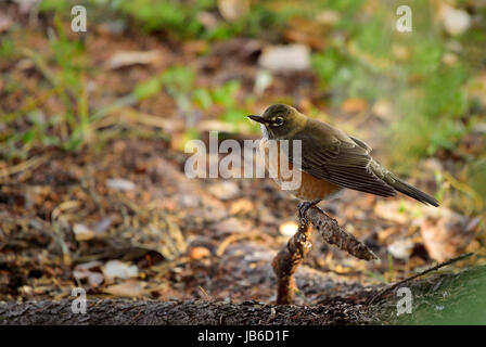 Eine junge unreife American Robin, Turdus Migratorius, Vogel thront auf einer Baumwurzel Stockfoto