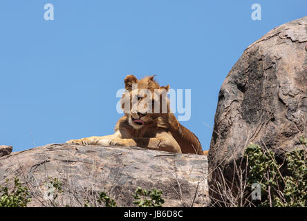 Ein junger Löwe von Serengeti stolz sitzt auf einem Kopje (Felsen auf den Ebenen) Stockfoto