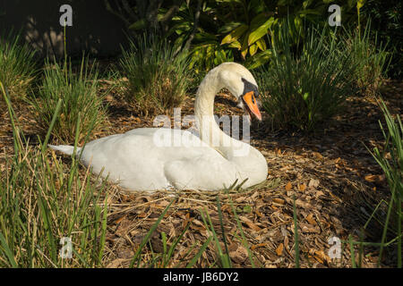 Ein Höckerschwan mit seinen "Schnabel offen zu helfen, sich abzukühlen, sitzt geduldig auf seine" nisten in einen Garten. Stockfoto