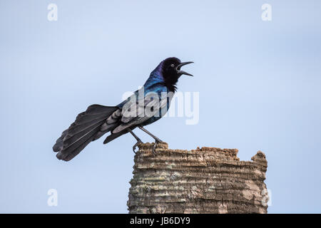 Eine gemeinsame Grackle (männlich) mit schillernden Federn und Heck zu verbreiten, fordert von der Spitze des einen Palm Baumstumpf. Stockfoto