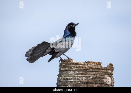 Eine gemeinsame Grackle (männlich) mit schillernden Federn und Tail zu verbreiten, steht in einer majestätischen Pose auf einem Palm-Baumstumpf. Stockfoto