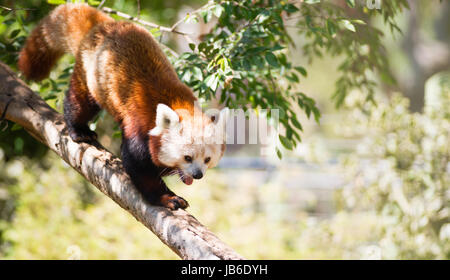 Ein Gefangener Roter Panda bewegt seine Lieblings-Baum Stockfoto