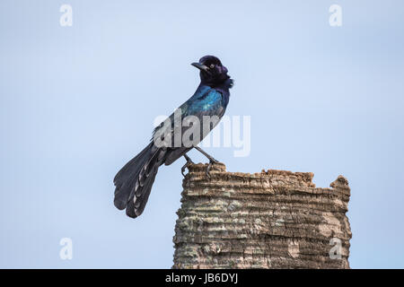 Eine gemeinsame Grackle (männlich) mit schillernden Federn und Tail zu verbreiten, steht auf einem Palm-Baumstumpf rückblickend über seine "Schulter. Stockfoto