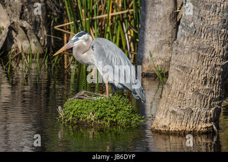 Ein großer Graureiher in der Zucht Gefieder, erschöpft vom Tag der Nestbau, schläft auf ein kleines Büschel von Vegetation in einem Teich inmitten von Reflexionen. Stockfoto