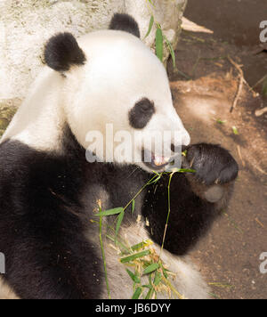 Vom Aussterben bedrohte A Giant Panda entspannt bei der Fütterung auf Bambus Stockfoto