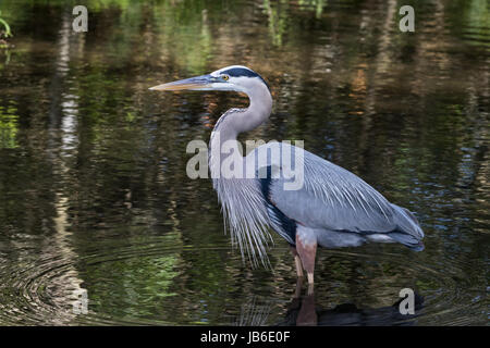 Full Length Portrait of ein Great Blue Heron in der Zucht Gefieder, stehend in einem Teich, umgeben von Reflexionen der Vegetation Stockfoto