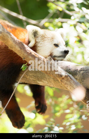 Roter Panda versucht, ein Nickerchen in einem Baum gefangen Stockfoto