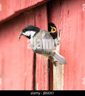 Ein schwarz-capped Chickadee bringt Insekten zurück zum hungrigen Küken. Stockfoto