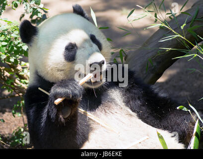 Vom Aussterben bedrohte A Giant Panda entspannt bei der Fütterung auf Bambus Stockfoto