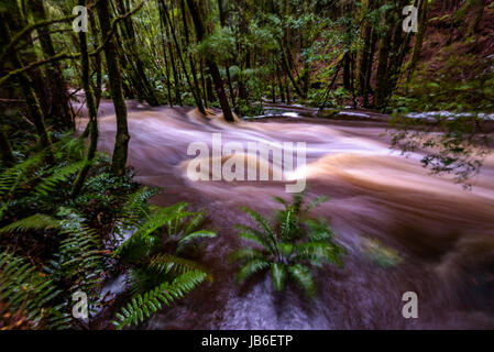 Hochwasser am Fluss bei Nelson verliebt sich in Franklin-Gordon Wild Rivers National Park (Tasmanien) Stockfoto