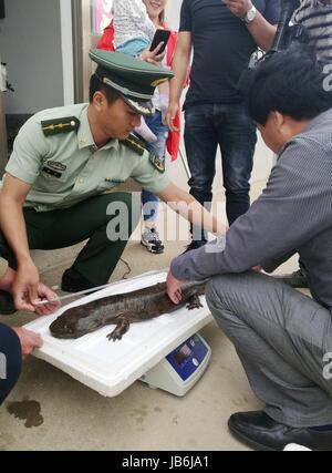 Rongcheng, Rongcheng, China. 7. Juni 2017. Rongcheng, CHINA-7. Juni 2017: (nur zur redaktionellen Verwendung. CHINA HERAUS). Ein Dorfbewohner fängt einen chinesischen Riesensalamander in Rongcheng, Ost-China Shandong Provinz, 7. Juni 2017. Die chinesischen Riesensalamander (Andrias Davidianus) ist die größte Salamander und größten Amphibien der Welt, erreichen eine Länge von 180 cm (5,9 ft), obwohl es heute selten dieser Größe erreicht. Es ist als kritisch gefährdet durch Lebensraumverlust und Verschmutzung, da es als Delikatesse gilt und in der traditionellen chinesischen Medizin verwendet. Es wurde als eines der Top 10 gelistet '' fo Stockfoto