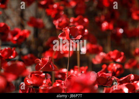 London, UK. 9. Juni 2017. Erste vollständige öffentliche Zurschaustellung von der weinenden Mohn Schaufenster im Derby Seide Mühlenturm. Die Anzeige erfolgt bis mehrere tausend der Keramik Blumen erstellt von Derbyshire Paul Cummins und war Teil der herrlichen Blut Mehrfrequenzdarstellung Länder und Meere von Red Ausstellung im Tower von London im Jahr 2014. Derby, Großbritannien. 9. Juni 2017. Bildnachweis: Richard Holmes/Alamy Live-Nachrichten Stockfoto