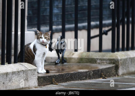 London, UK. 9. Juni 2017. Larry sitzt die Katze auf den Stufen der Nummer 10 Downing Street. Die Parlamentswahlen 2017 wurde von der konservativen Partei gewonnen. Dies ist die Szene außerhalb Nummer 10 Downing Street, London, am 9. Juni 2017. Bildnachweis: Paul Marriott/Alamy Live-Nachrichten Stockfoto