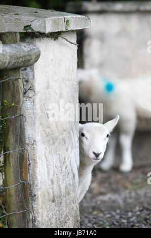 Flintshire, North Wales, der Sommer ist auf Halten als Nord-Süd-Kluft Regen in den nördlichen Teilen des Vereinigten Königreichs heute schiebt einschließlich North Wales. Ein Lamm Tierheim aus der sintflutartigen Regenfälle im Dorf Rhosesmor, Flintshire Stockfoto