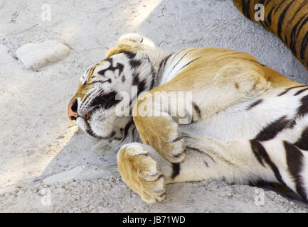 asiatischen Tiger liegend auf Rock und Schlaf Stockfoto