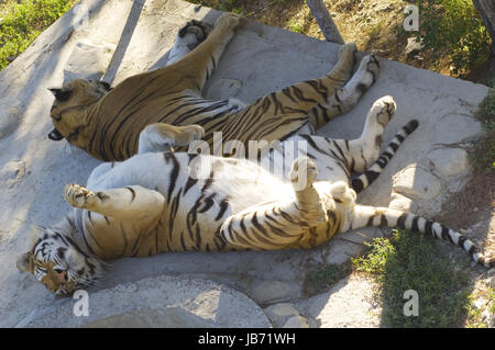 asiatischen Tiger liegend auf Rock und Schlaf Stockfoto