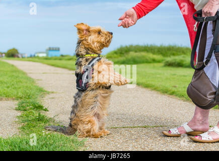 Hund auf den Hinterbeinen Betteln für Leckereien. Yorkshire Terrier gekreuzt mit Border Collie Hund warten auf das Essen vom Eigentümer. Hund Betteln für behandeln. Stockfoto