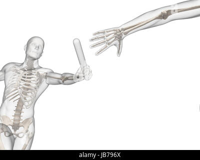 Relais - sichtbar Skelett Stockfoto