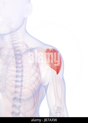 3D gerenderte Darstellung der Schultermuskel Stockfoto