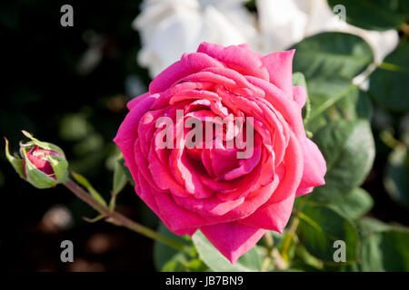 Rosa Rosen auf ihre Bäume in der serbischen Landschaft, weiße Blüten kann im Hintergrund Bild von rosa Rosen auf ihrem Baum zu sehen, hautnah auf th Stockfoto