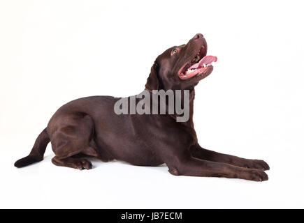 eine braune Labrador liegend, suchen auf weißem Hintergrund Stockfoto