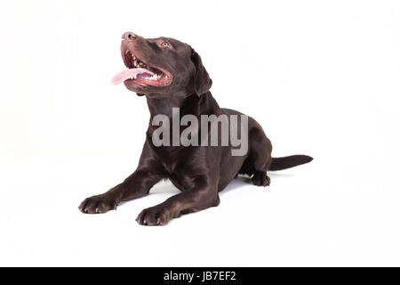 eine braune Labrador liegend, suchen auf weißem Hintergrund Stockfoto