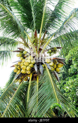 Kokospalme Stockfoto