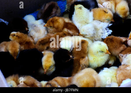 Hühner in einem Karton. Eine große Gruppe von frisch geschlüpften Hühner auf einem Bauernhof. Stockfoto