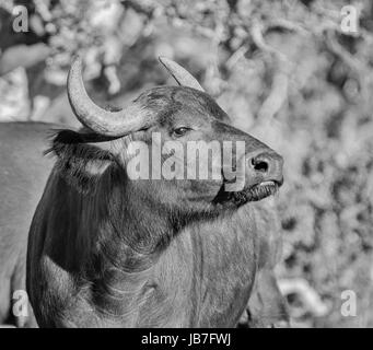 Junge afrikanische Büffel im südlichen afrikanischen Savanne Stockfoto