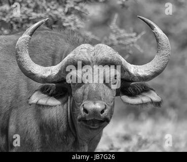 Gesichts Porträt eines jungen afrikanischen Büffels Stockfoto