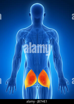 3D gerenderten Illustration - Gluteus maximus Stockfoto