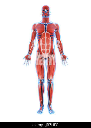 3D gerenderte Darstellung der männlichen Muskulatur Stockfoto