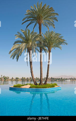 Hohe große Datum Palme Phoenix dactylifera auf Insel in Infinity Pool im tropischen Luxus Hotel Resort Stockfoto