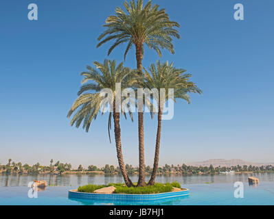 Hohe große Datum Palme Phoenix dactylifera auf Insel in Infinity Pool im tropischen Luxus Hotel Resort Stockfoto