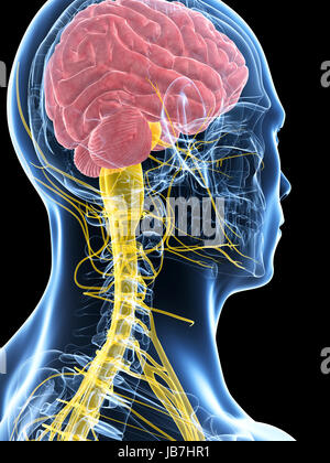 3D gerenderte Darstellung des männlichen Nervensystems Stockfoto