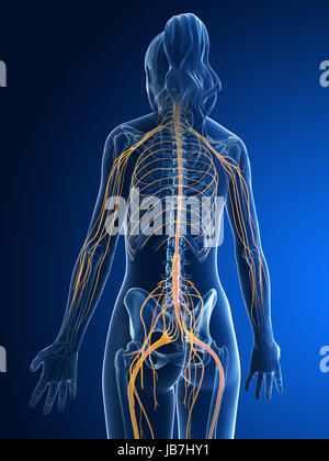 3D gerenderten medizinische Illustration - weiblichen Nerven Stockfoto