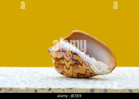 Muschel auf einem gelben Hintergrund. Schöne Muscheln am Strand. Eine Perle liegt auf einem weißen Tisch. Stockfoto