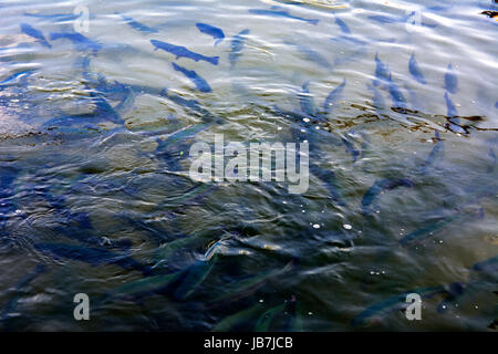 Eine Herde von Forelle schwimmend in einem seichten Fluss mit Kieselsteinen. Art der Fische von oben. Stockfoto