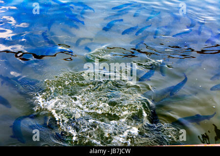 Eine Herde von Forelle schwimmend in einem seichten Fluss mit Kieselsteinen. Art der Fische von oben. Stockfoto