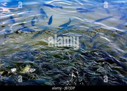 Eine Herde von Forelle schwimmend in einem seichten Fluss mit Kieselsteinen. Art der Fische von oben. Stockfoto