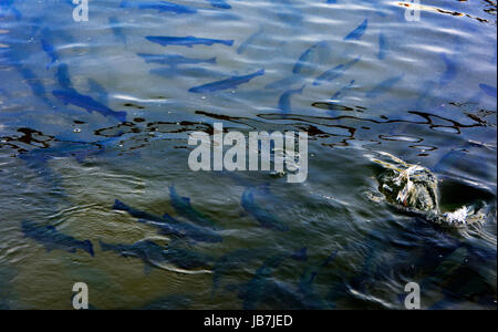 Eine Herde von Forelle schwimmend in einem seichten Fluss mit Kieselsteinen. Art der Fische von oben. Stockfoto