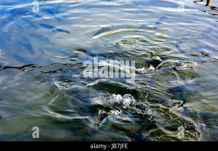 Eine Herde von Forelle schwimmend in einem seichten Fluss mit Kieselsteinen. Art der Fische von oben. Stockfoto