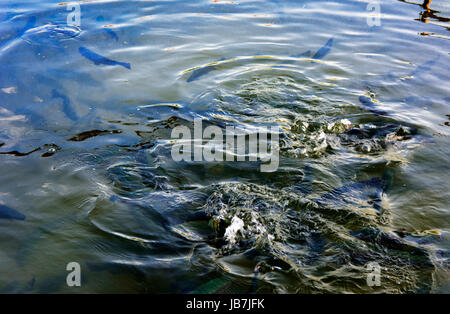 Eine Herde von Forelle schwimmend in einem seichten Fluss mit Kieselsteinen. Art der Fische von oben. Stockfoto