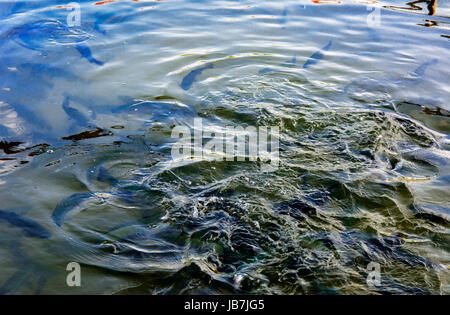 Eine Herde von Forelle schwimmend in einem seichten Fluss mit Kieselsteinen. Art der Fische von oben. Stockfoto